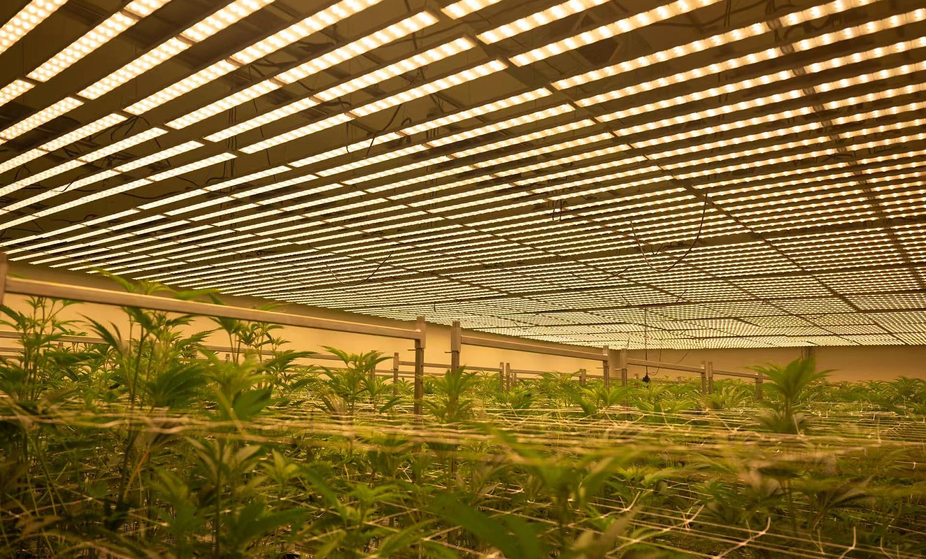 Indoor cannabis cultivation facility with LED grow lighting eligible for utility rebate programs
