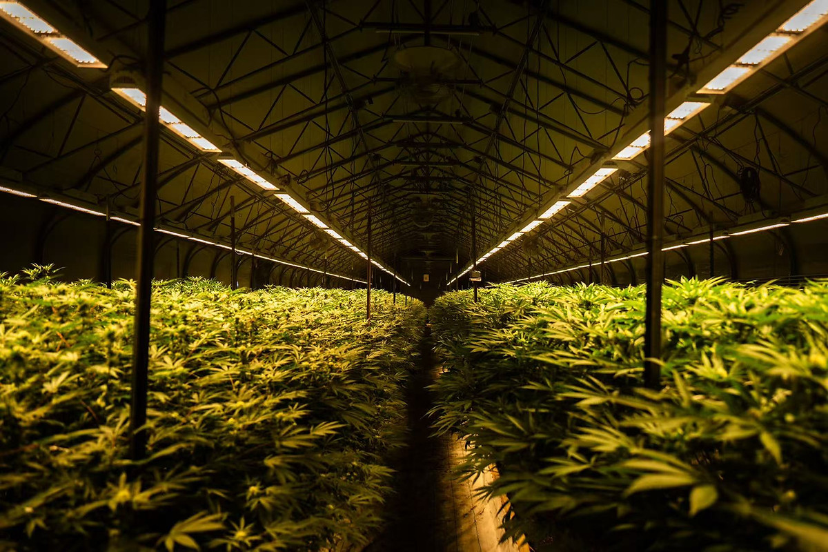 Greenhouse cannabis cultivation facility using supplemental LED lighting eligible for utility rebate programs